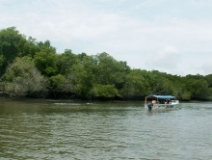 Imagen Observaciones delfines